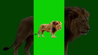 Download lagu Lion  Green Screen 🦁 FREE Asset | #Shorts mp3