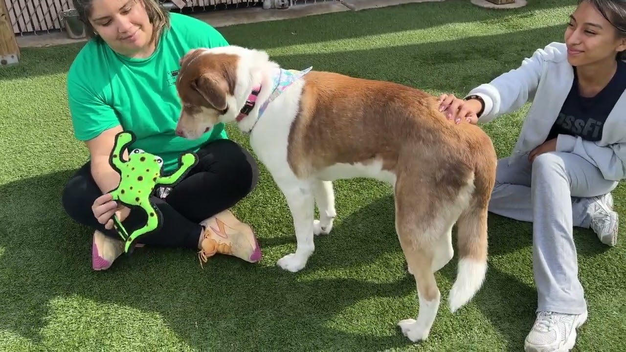 Enlarge MEET MAGGIE- SHE LOVES THE LADIES! Beautiful Shepherd Mix, Housebroken, a ADOPTABLE mixed breed in Clifton, NJ video 2/6