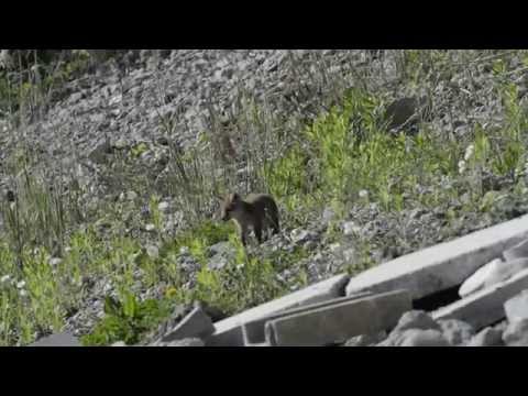 Lebensraum Kiesgrube