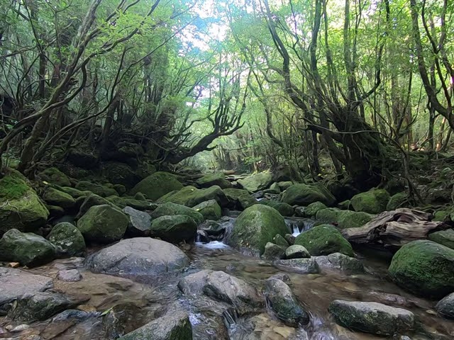 WONDER MOUNTAIN 屋久島