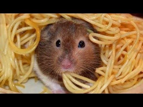 download lagu mp3 mp4 Hamster Eating Pasta, download lagu Hamster Eating Pasta gratis, unduh video klip Hamster Eating Pasta