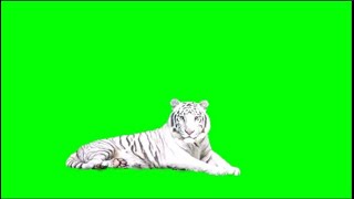 Download lagu Nice White Tiger in green screen mp3
