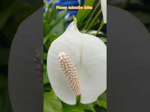 beautiful white orchid ##flowers #like #nature #love