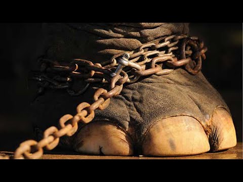 50 Jaar Lang zat deze Olifant aan een Ketting. Kijk wat Hij deed toen Hij werd Vrijgelaten!