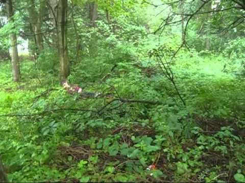 Tracking down criminal edited 0001