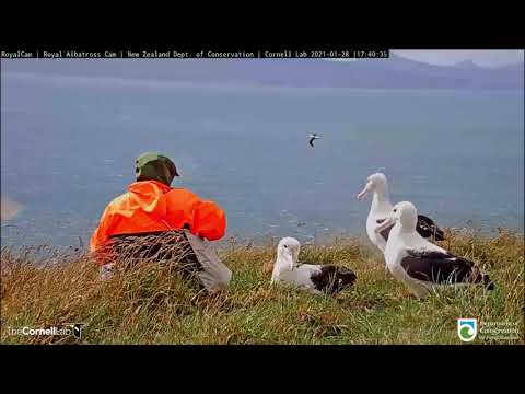 Windy Nest Check At #RoyalCam Nest As Both Parents Stand By | DOC | Cornell Lab – Jan. 28, 2021