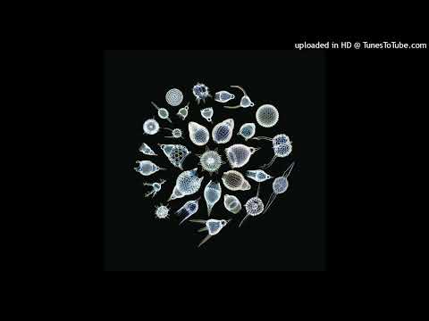 The Sea Nymphs - Heaven Haven