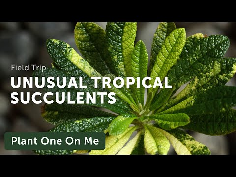 Unusual TROPICAL SUCCULENTS at Fairchild Tropical Botanic Garden — Ep. 313