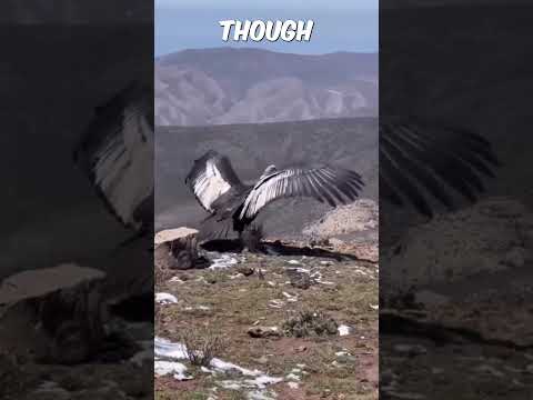 Andean Condor Released Back into Natural Habitat