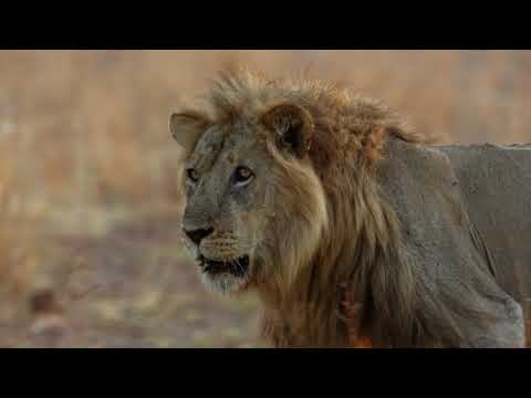 Africas Hunters - Prides and Prejudice