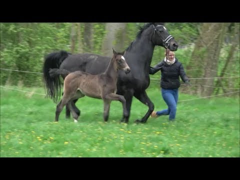 *2019 Stute von Marc Cain - Frenchman