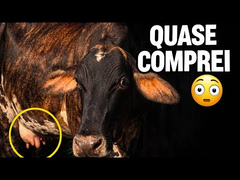 Quase comprei essa vaca! Procurando vacas de leite em Goiás 