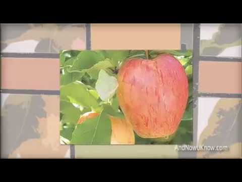 download lagu mp3 mp4 Sonya Apples, download mp3 Sonya Apples free downloadn, video klip Sonya Apples