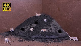 Cat TV Games , Real Mice Digging Burrows & Playing Hide and Seek | Fun for Cat & Puppies to Watch