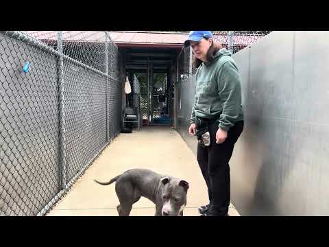 Wintergreen, adoptable American Pit Bull Terrier / Bull Terrier at Chicago Animal Care and Control