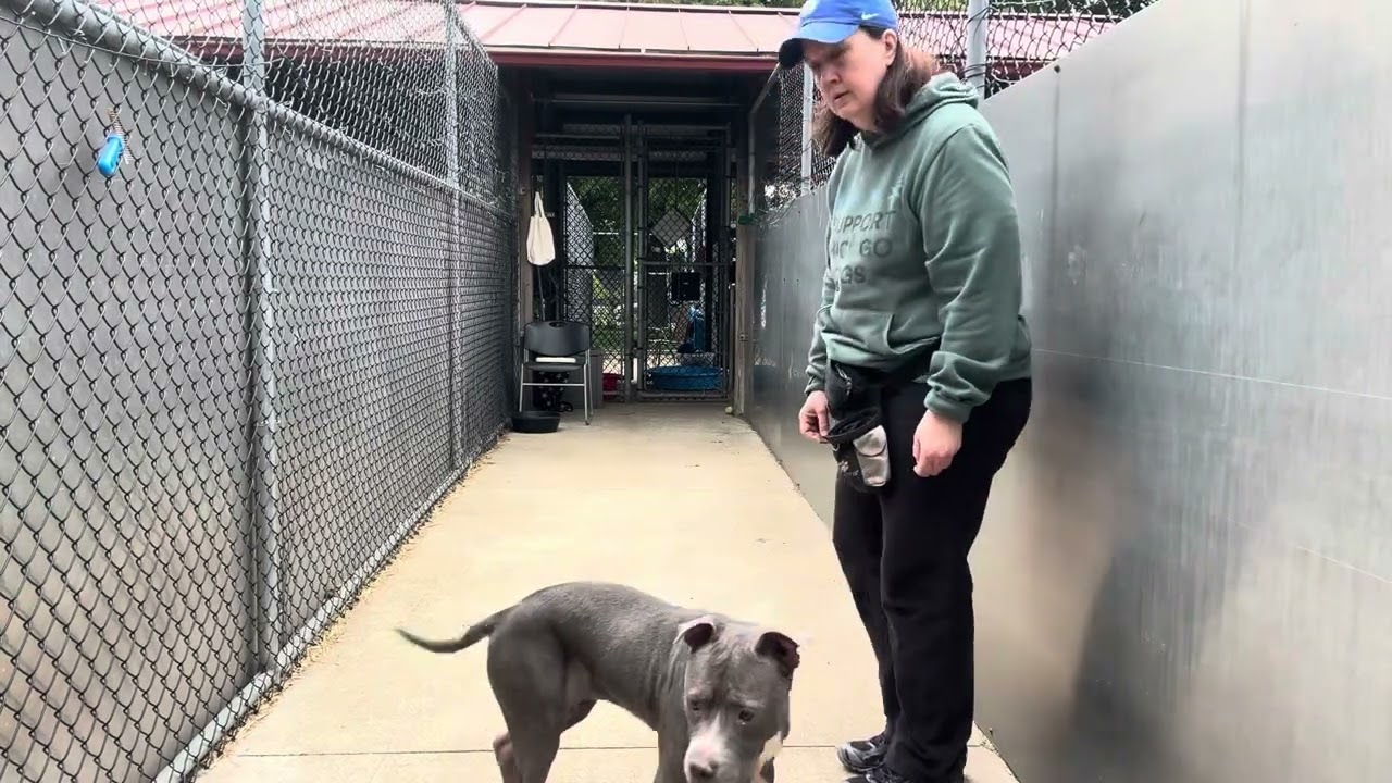 Enlarge Wintergreen, a ADOPTABLE Pit Bull Terrier in Chicago, IL video 5/5