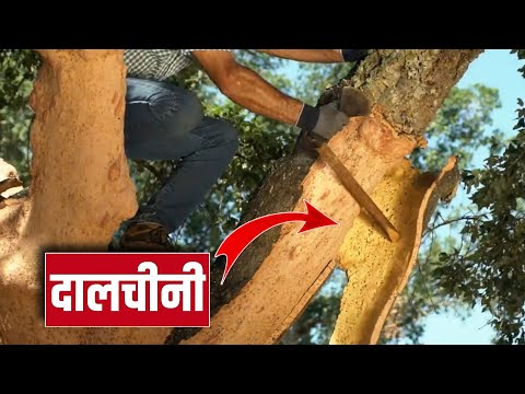 Dalchini Extract, Packaging Type: Bag or drum, Packaging Size: 1,25 And 200 kg