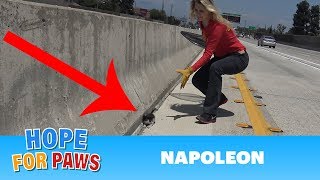 WHY???  Why would anyone throw a kitten on the freeway??? Please share.