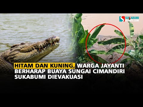 Hitam dan Kuning, Warga Jayanti Berharap Buaya Sungai Cimandiri Sukabumi Dievakuasi