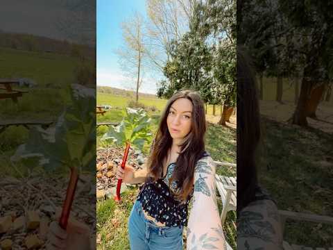 Don’t Throw Away Rhubarb Leaves From Your Garden 🌿 #gardeningvideos #garden #growyourownfood
