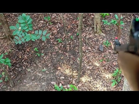 Espera Na Ceva De Catitu Deu Resultado!! 22 Trabalhou Bonito!! Onça, Catetos,Antas,Jaós e Muntum 