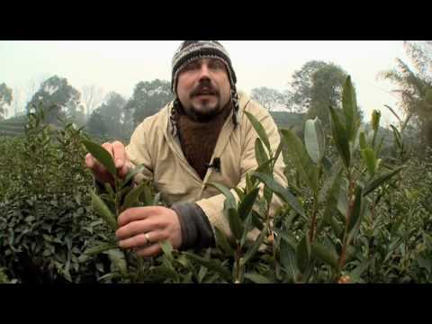 Madventures China - Tea Pilgrimage