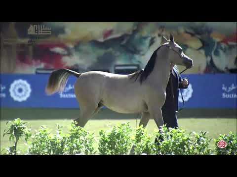 N.128 SHAMAN AL AREEB - 2020 PSAIAHF Al Khalediah Show - Yearling Colts (Class 4B)