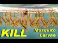 NEW! - Kill mosquito larvae naturally with this weird ...
