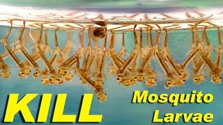 NEW! - Kill mosquito larvae naturally with this weird trick - including Zika Virus species