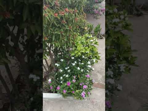 every season flowers,flowers bloom in every season