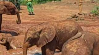 preview picture of video 'Elephants Play at David Sheldrick Wildlife Trust - African safari'