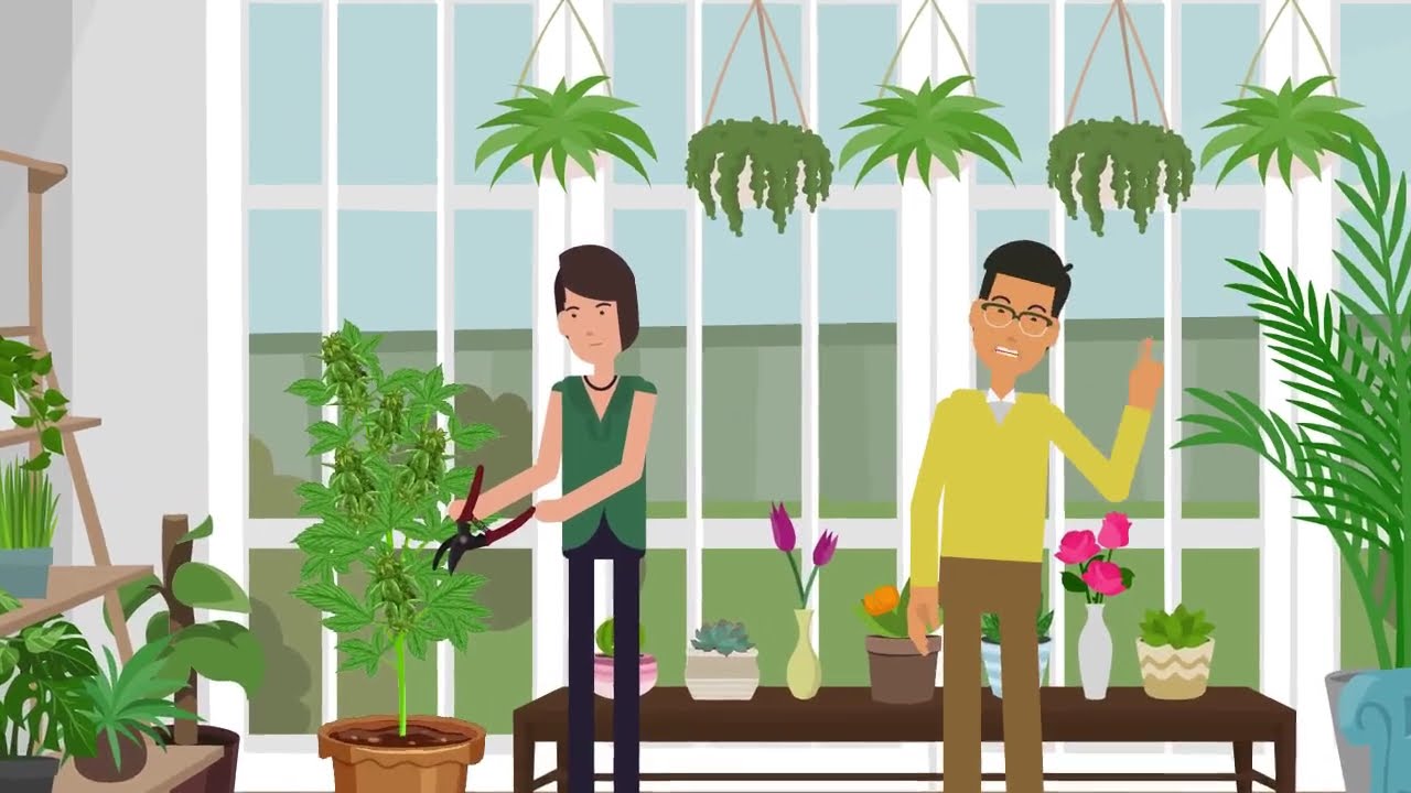  Topping  a Cannabis Plant | Educational Guide for Legal Growers (topping)