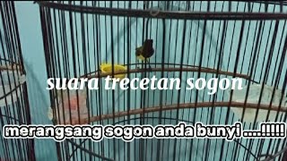 Download lagu suara trecetan sogon mp3