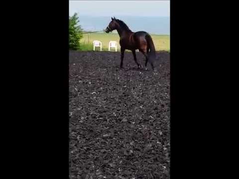 4-jährige Stute von Fürst Fugger