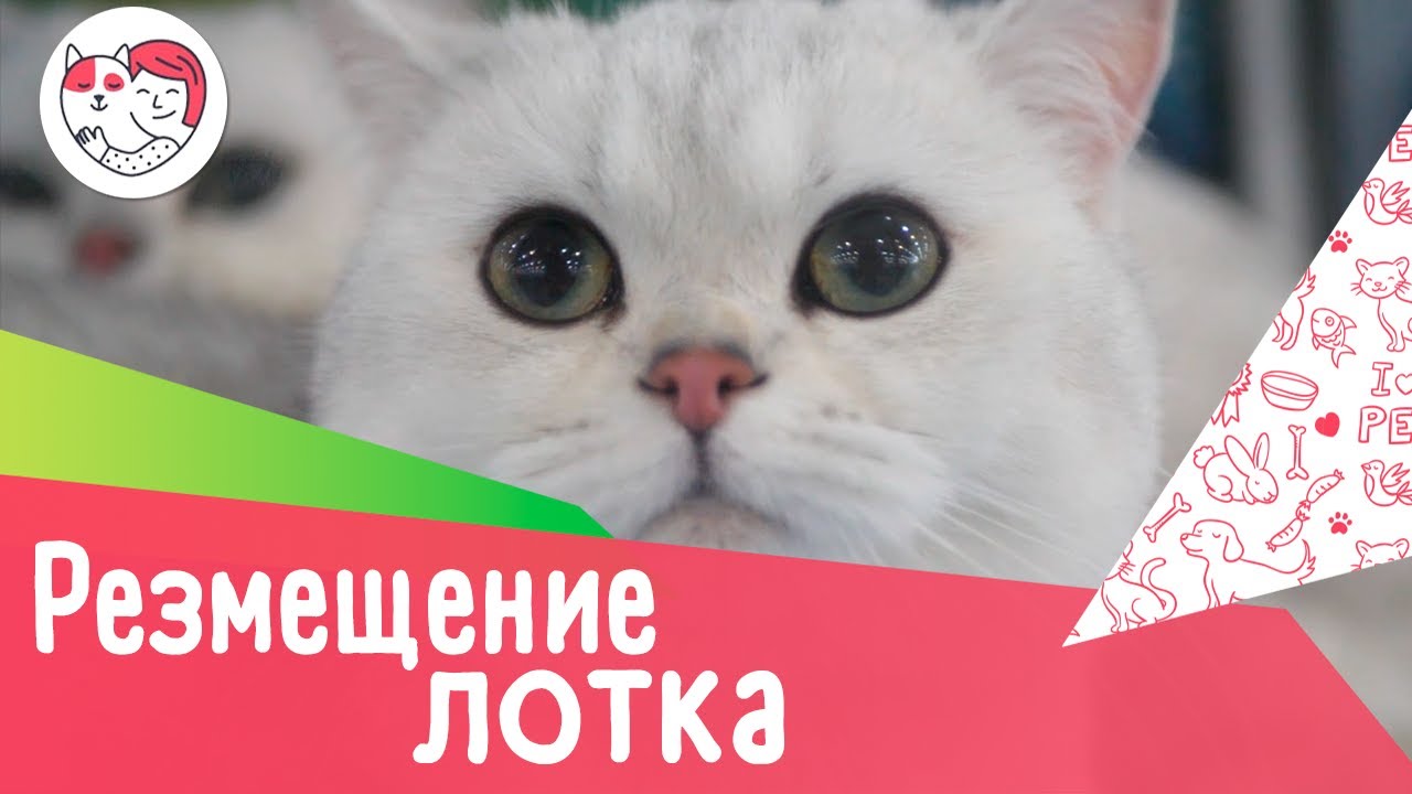 4 правила размещения кошачьего лотка