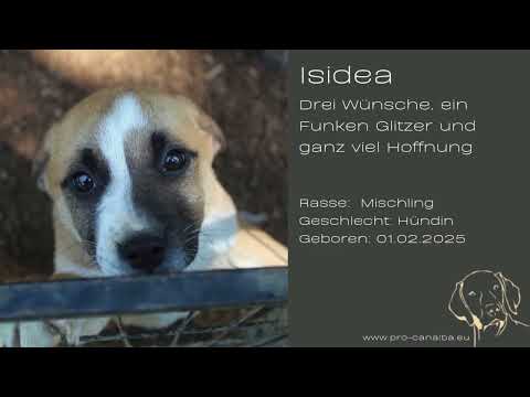 Tierschutz Italien Isidea - Drei Wünsche, ein Funken Glitzer und ganz viel Hoffnung_Mai2025