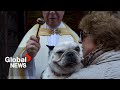 Dogs Cats Get Divine Blessing At Church On Saint Anthony S Day In Spain