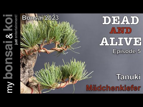 Bonsai 2023-3 - DEAD AND ALIVE - Episode 5 - Tanuki - Mädchenkiefer - Die Anschmiegsame - Part II