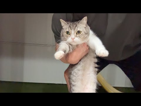 庭から帰りたくなくて拒否モードの猫が捕まってこうなっちゃいましたw