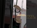 Rain ️ Shorts Short Status Story Reels Viral Lofi Arijitsingh Rain View Nature