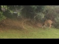 Buck Shedding Antler