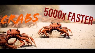 Download lagu Crab Rave 2x, 4x, 8x, Up To 5000x FASTER mp3