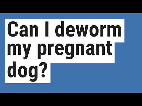 Can I deworm my pregnant dog?