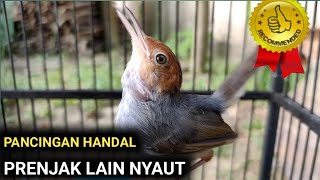 Download lagu Suara Prenjak Betina Gacor Narung Ampuh Pancing Birahi Prenjak Jantan jadi Cepat Gacor mp3 Download lagu Suara Prenjak Betina Gacor Narung Ampuh Pancing Birahi Prenjak Jantan jadi Cepat Gacor mp3