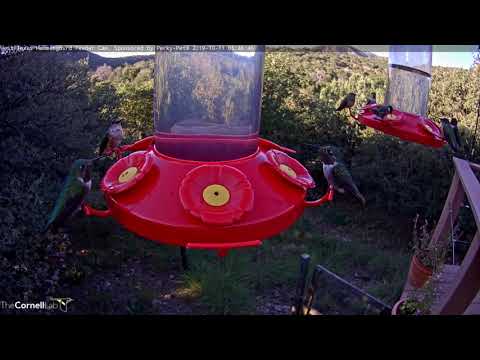 Hummingbird Feeding Frenzy On October Morning In West Texas – Oct. 11, 2019