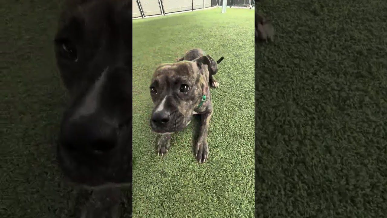 Enlarge Halo, a Adoptable Pit Bull Terrier in Greensboro, NC video 6/6
