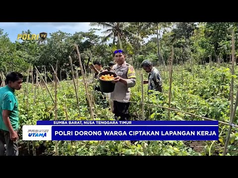 BHABINKANTIBMAS DAMPINGI KELOMPOK TANI PANEN TOMAT