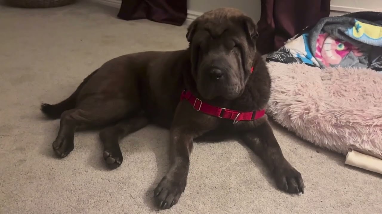 Enlarge WILBUR-BALOO, a ADOPTABLE Shar-Pei in American Fork, UT video 5/6
