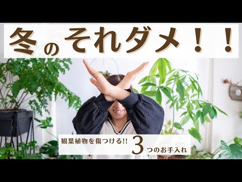 冬に観葉植物に発生する白カビとは？治療方法は？ 3つの効果的な解決策  庭園