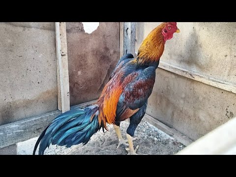 Showing off all my rooster and hen breeding.